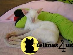 peterbald Picture 2